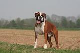 BOXER 373